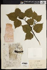 Betula papyrifera image