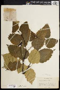 Betula papyrifera image