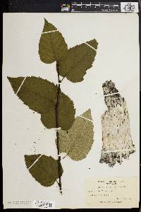 Betula papyrifera image