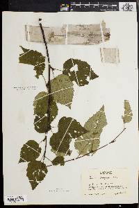 Betula papyrifera image