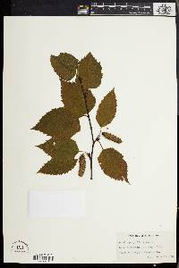 Betula papyrifera image