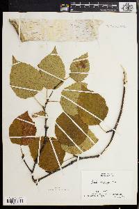 Betula papyrifera image