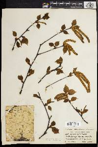 Betula papyrifera image