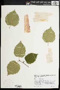 Betula papyrifera image