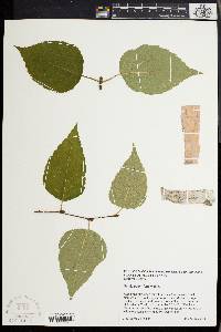 Betula papyrifera image