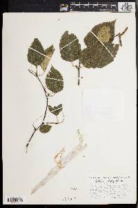 Betula papyrifera image