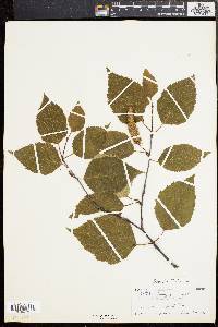 Betula papyrifera image