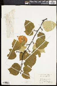 Betula papyrifera image