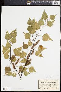 Betula pendula image