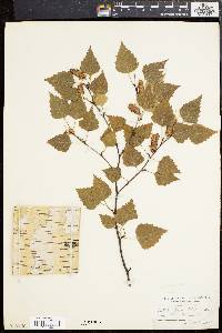 Betula pendula image