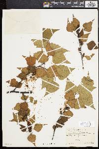 Betula populifolia image