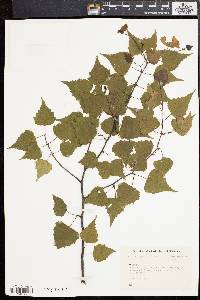 Betula populifolia image