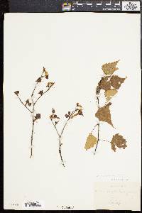 Betula populifolia image