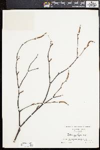 Betula populifolia image