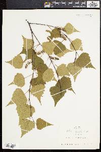 Betula populifolia image