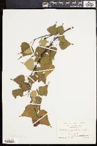 Betula populifolia image