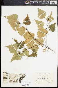 Betula populifolia image