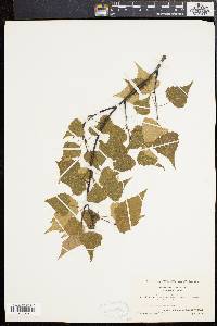 Betula populifolia image