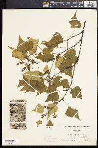 Betula populifolia image