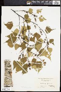 Betula populifolia image