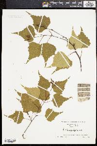 Betula populifolia image