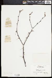 Betula populifolia image