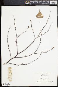 Betula populifolia image