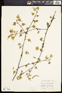 Betula populifolia image