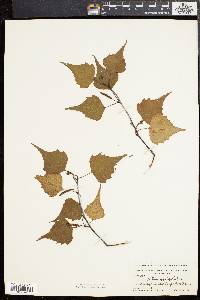 Betula populifolia image