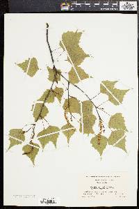 Betula populifolia image