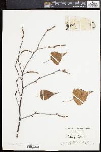 Betula populifolia image