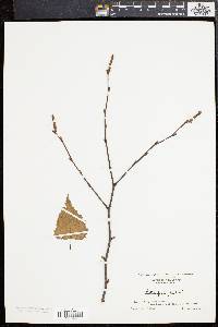 Betula populifolia image