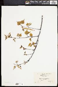 Betula populifolia image