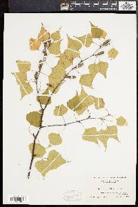 Betula populifolia image