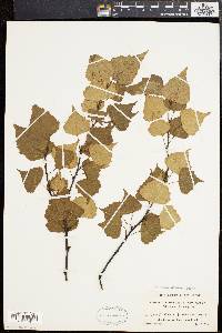 Betula populifolia image