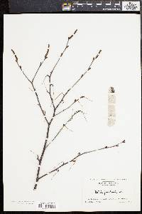 Betula populifolia image