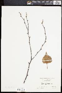 Betula populifolia image