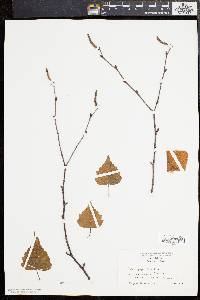 Betula populifolia image