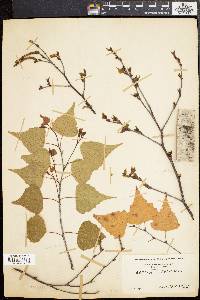 Betula populifolia image