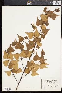 Betula populifolia image