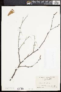 Betula populifolia image