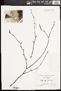 Betula populifolia image