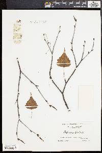 Betula populifolia image