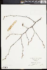 Betula populifolia image