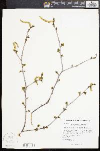 Betula populifolia image