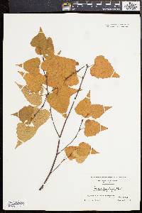 Betula populifolia image