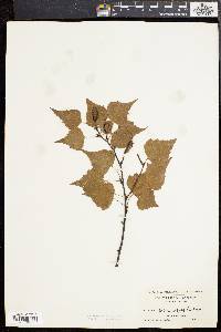 Betula populifolia image