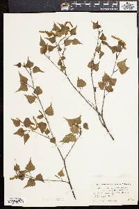 Betula populifolia image