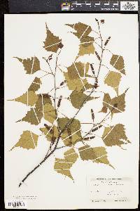 Betula populifolia image