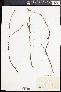 Betula populifolia image